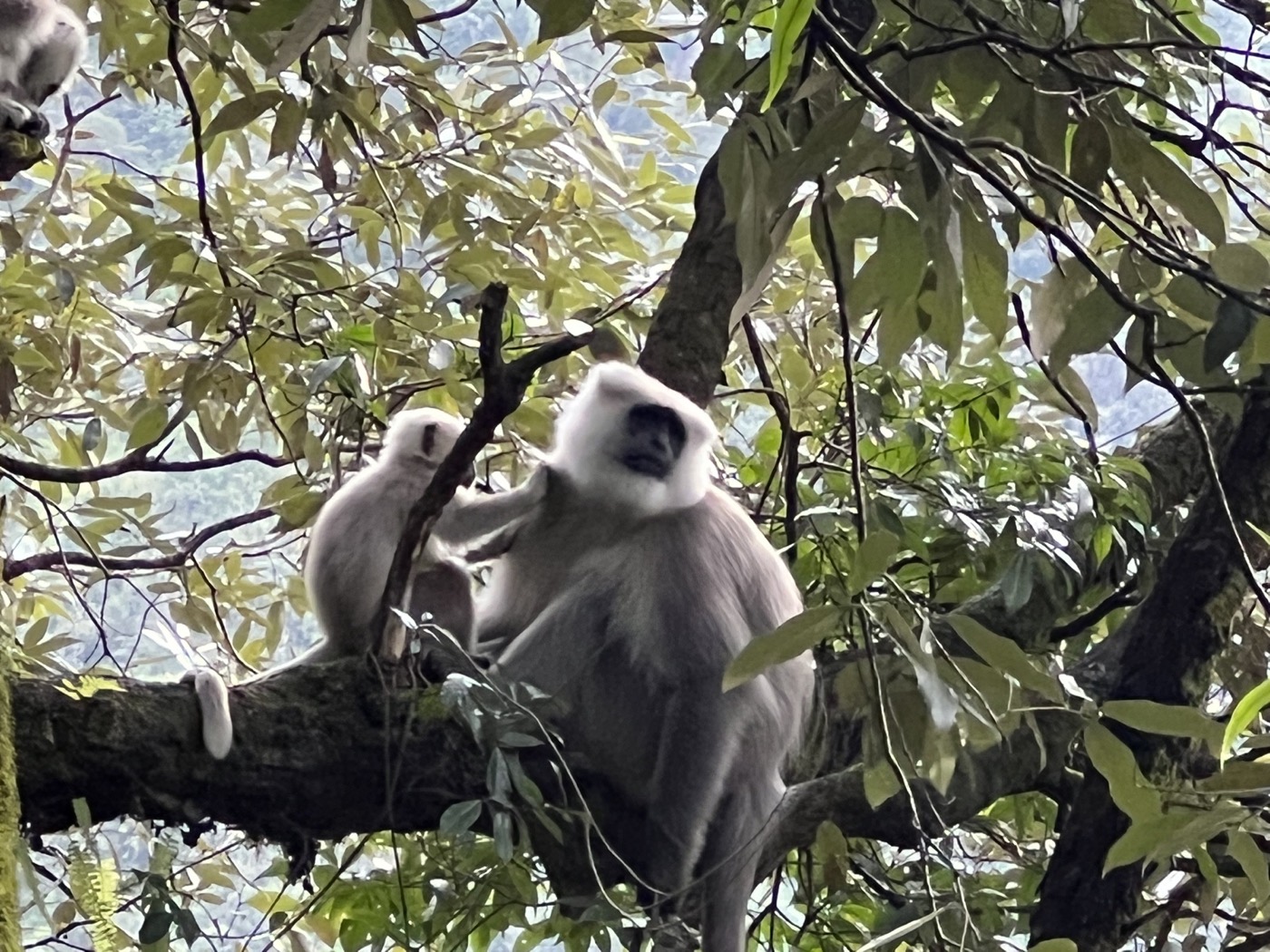 Himalayan langur and dog interaction field image