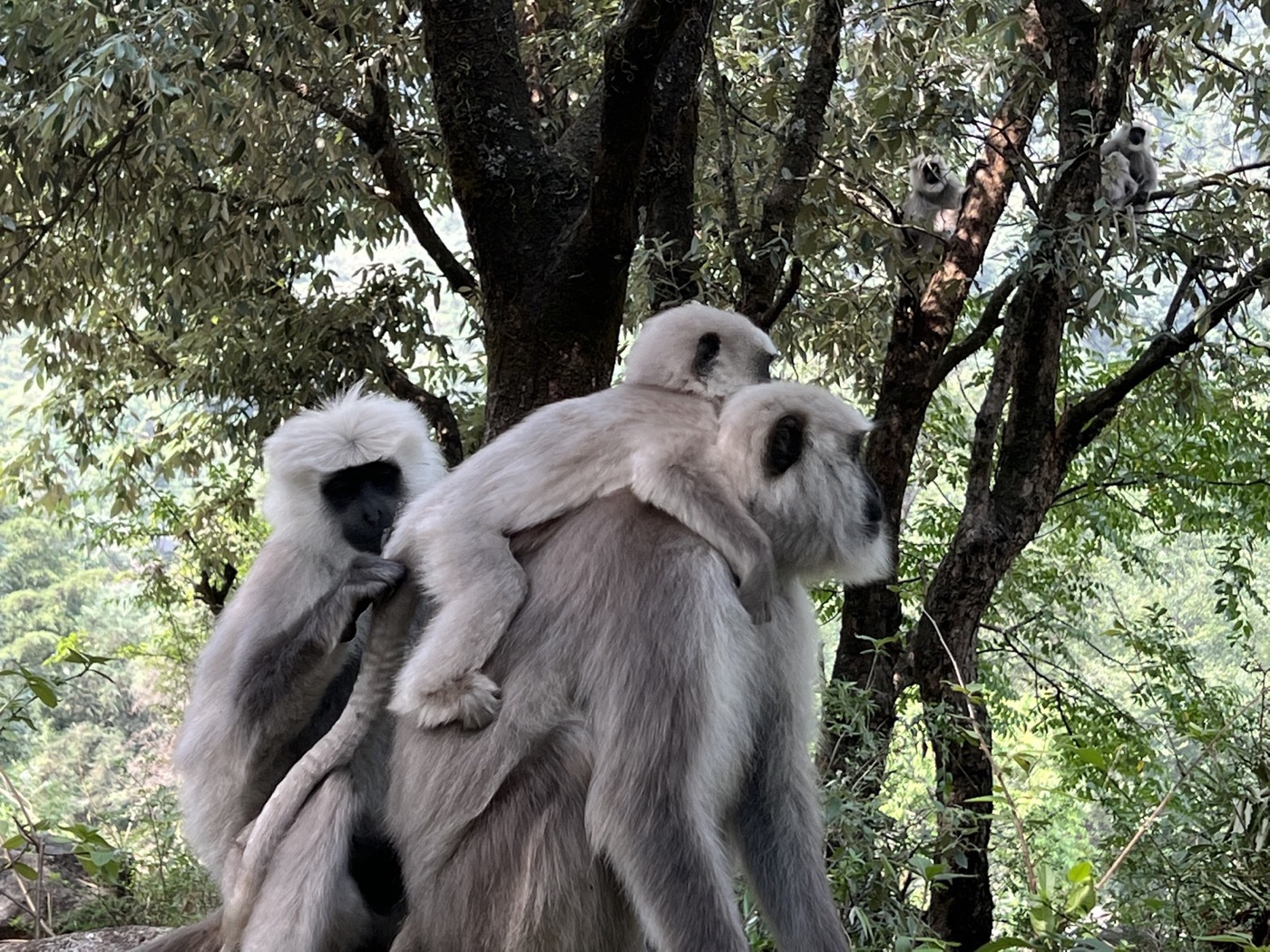 Himalayan langur and dog interaction field image
