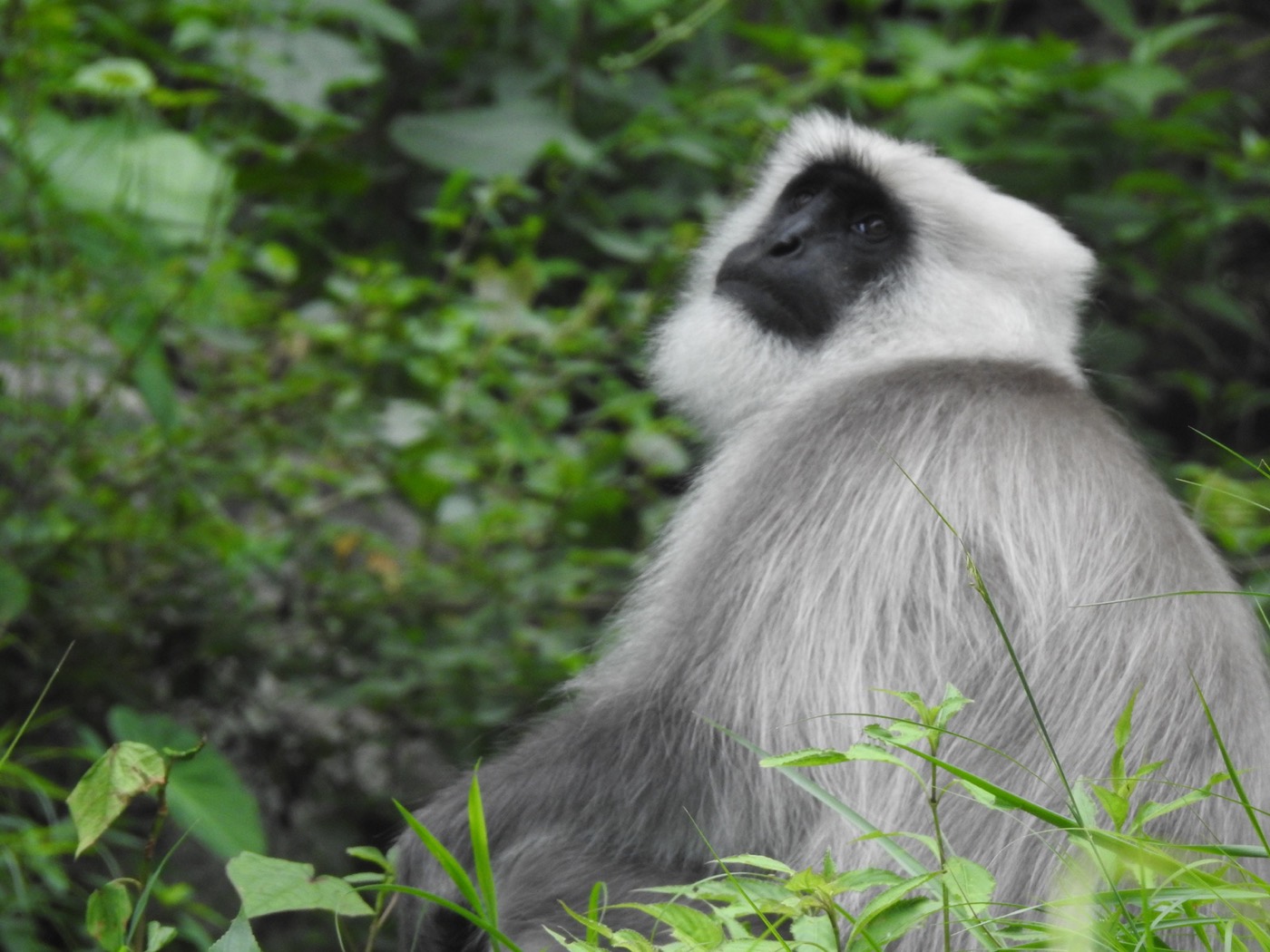 Himalayan langurs resting in forest habitat