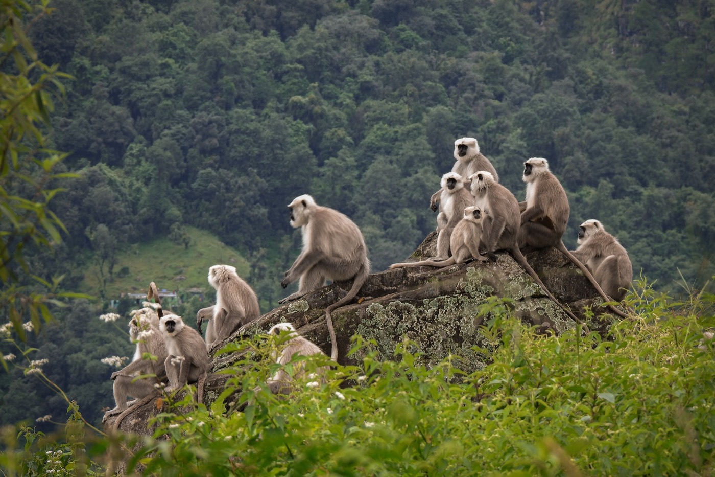 A group of Himalayan langurs resting on a large rock