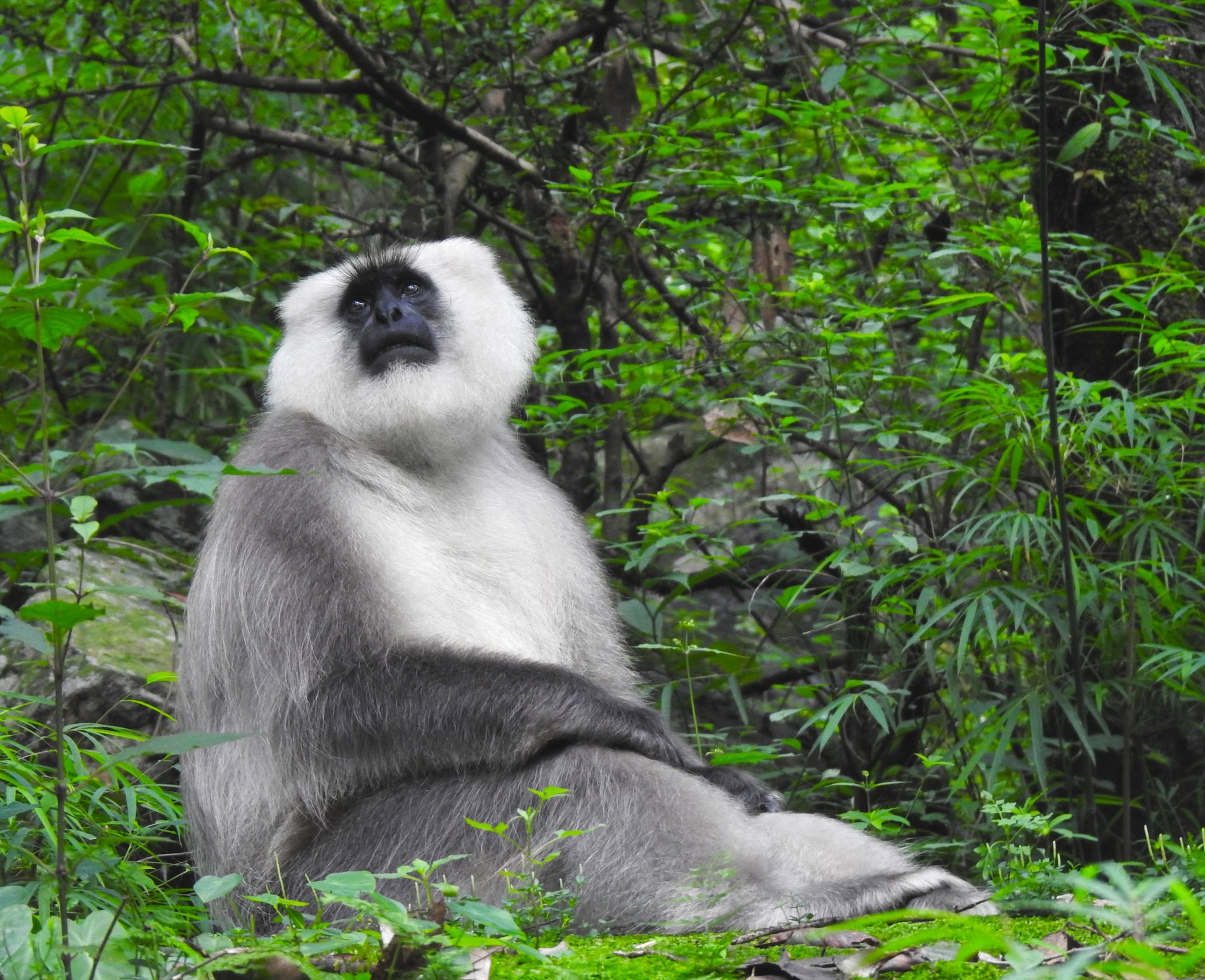 An adult male Himalayan langur sitting in forest habitat
