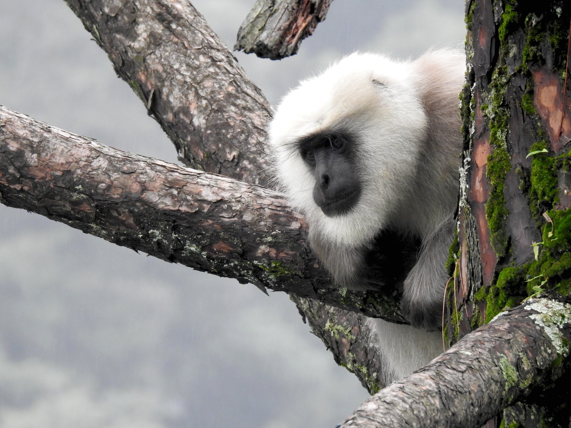 An adult male Himalayan langur resting on a pine branch