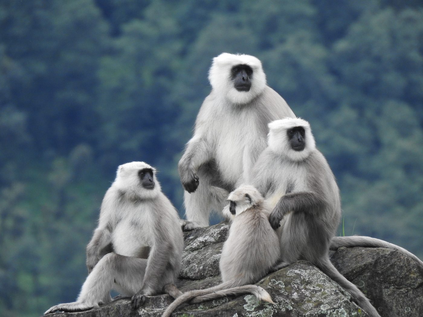 A group of Himalayan langurs including an infant resting on a rock