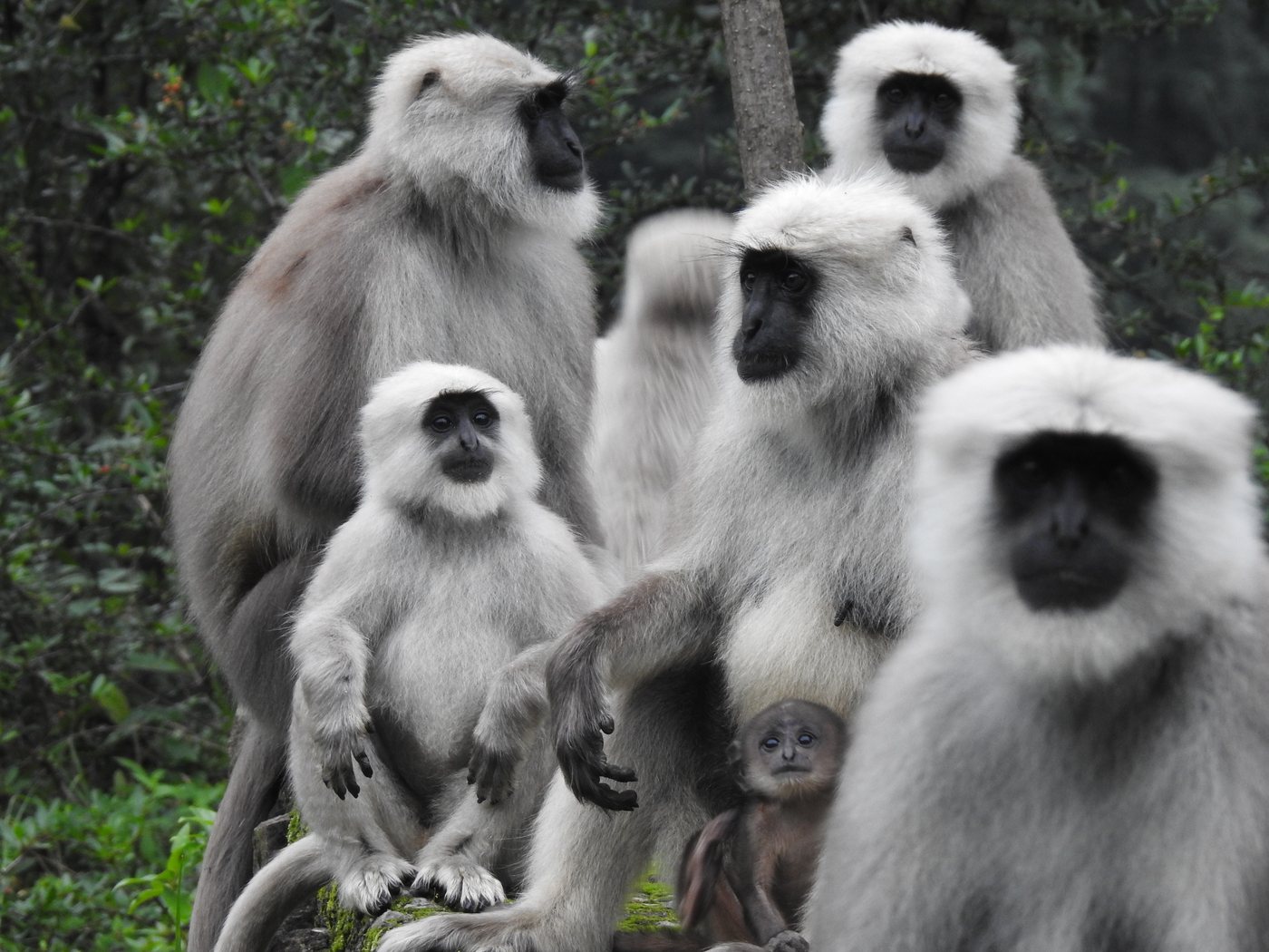 A group of Himalayan langurs including juveniles and an infant