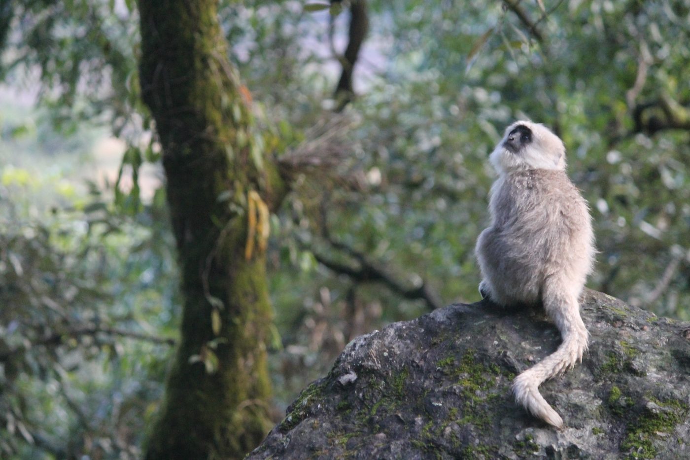 A Himalayan langur resting on a rock in forest habitat