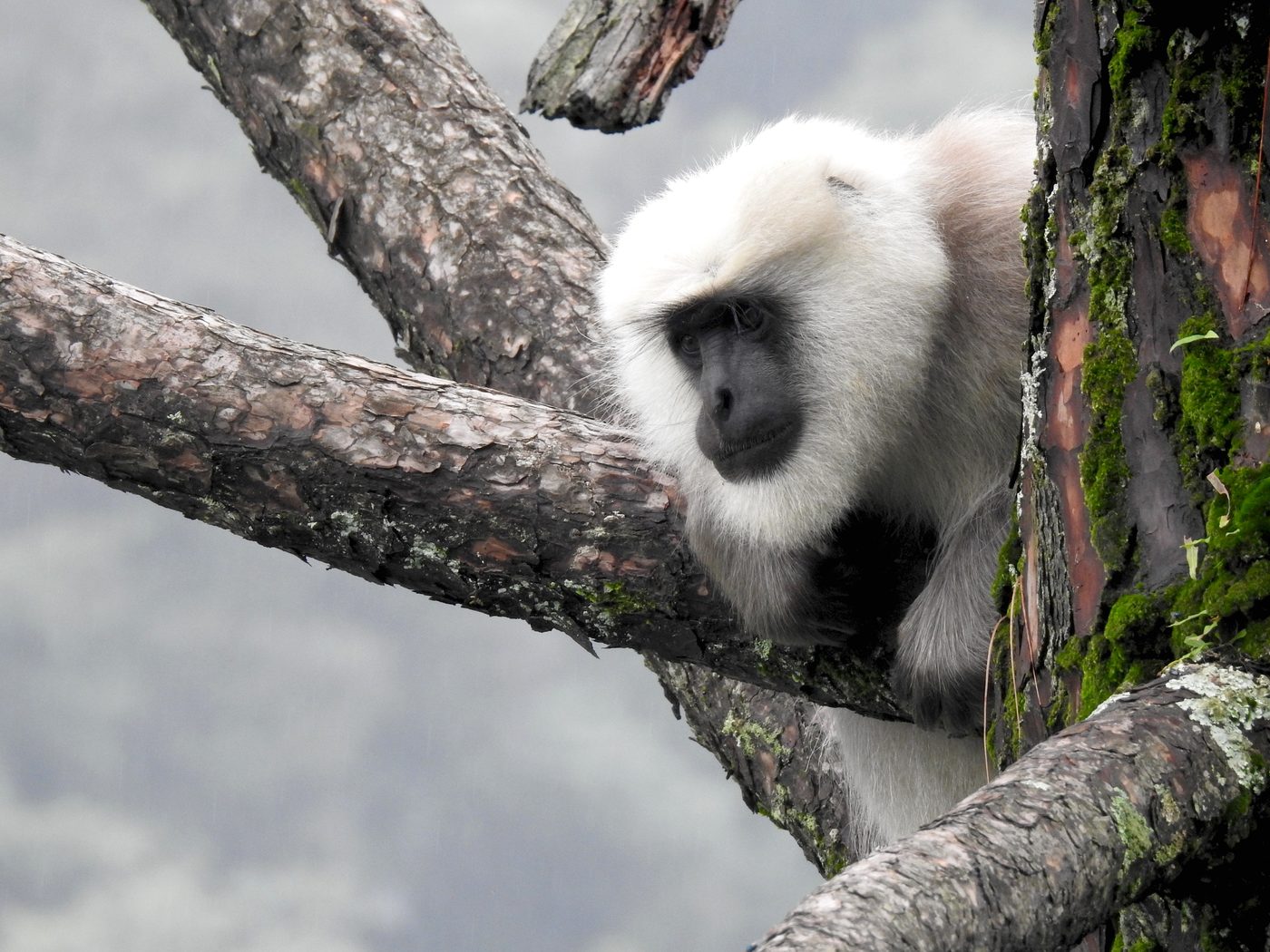 An adult male Himalayan langur resting on a pine branch