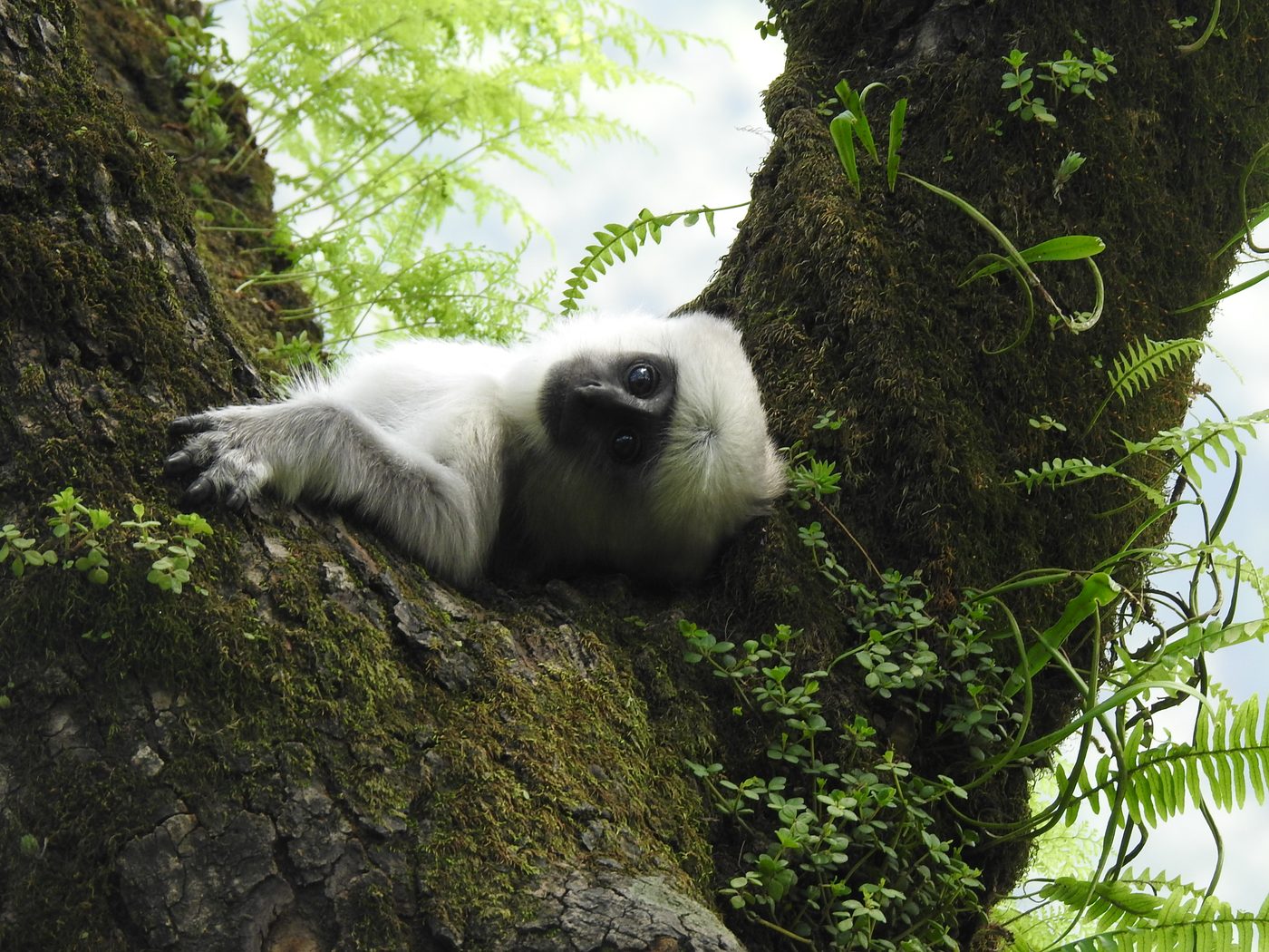 Research on human-wildlife coexistence in the Himalayas