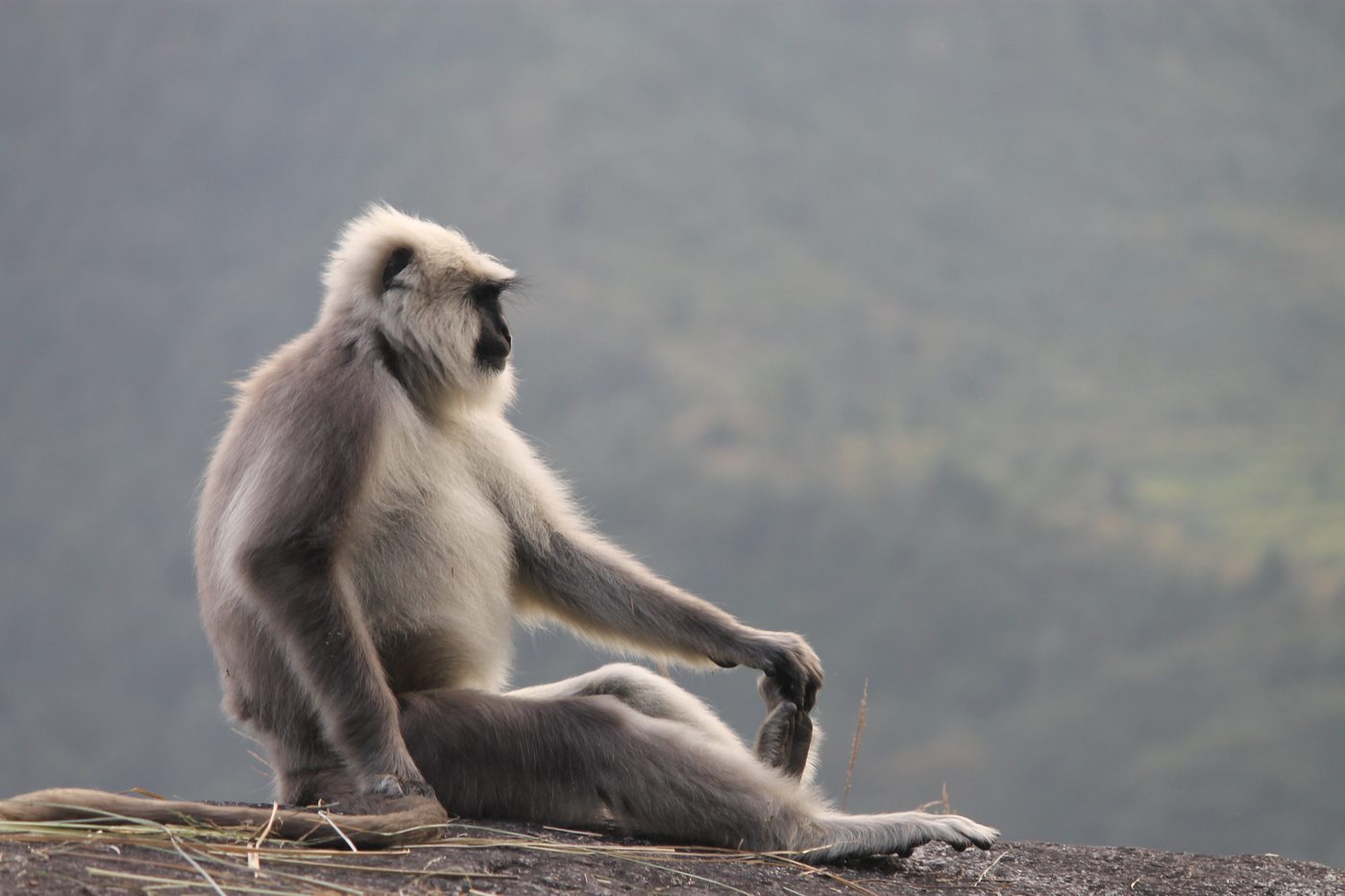 A Himalayan langur sitting on a rock in the Garhwal Himalayas
