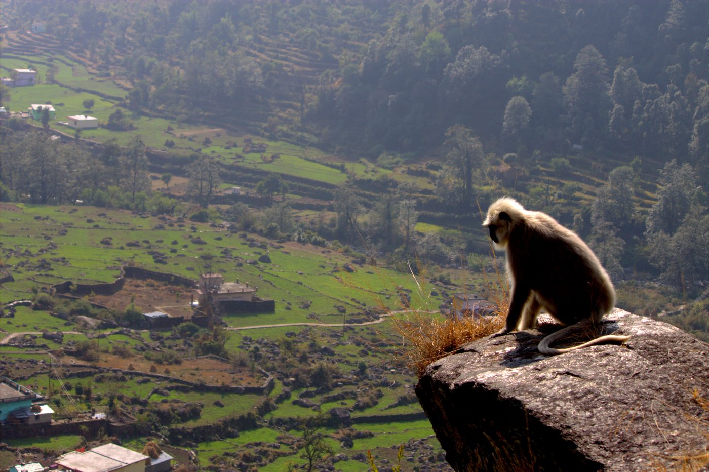 A Himalayan langur on a rock above terraced fields and village houses