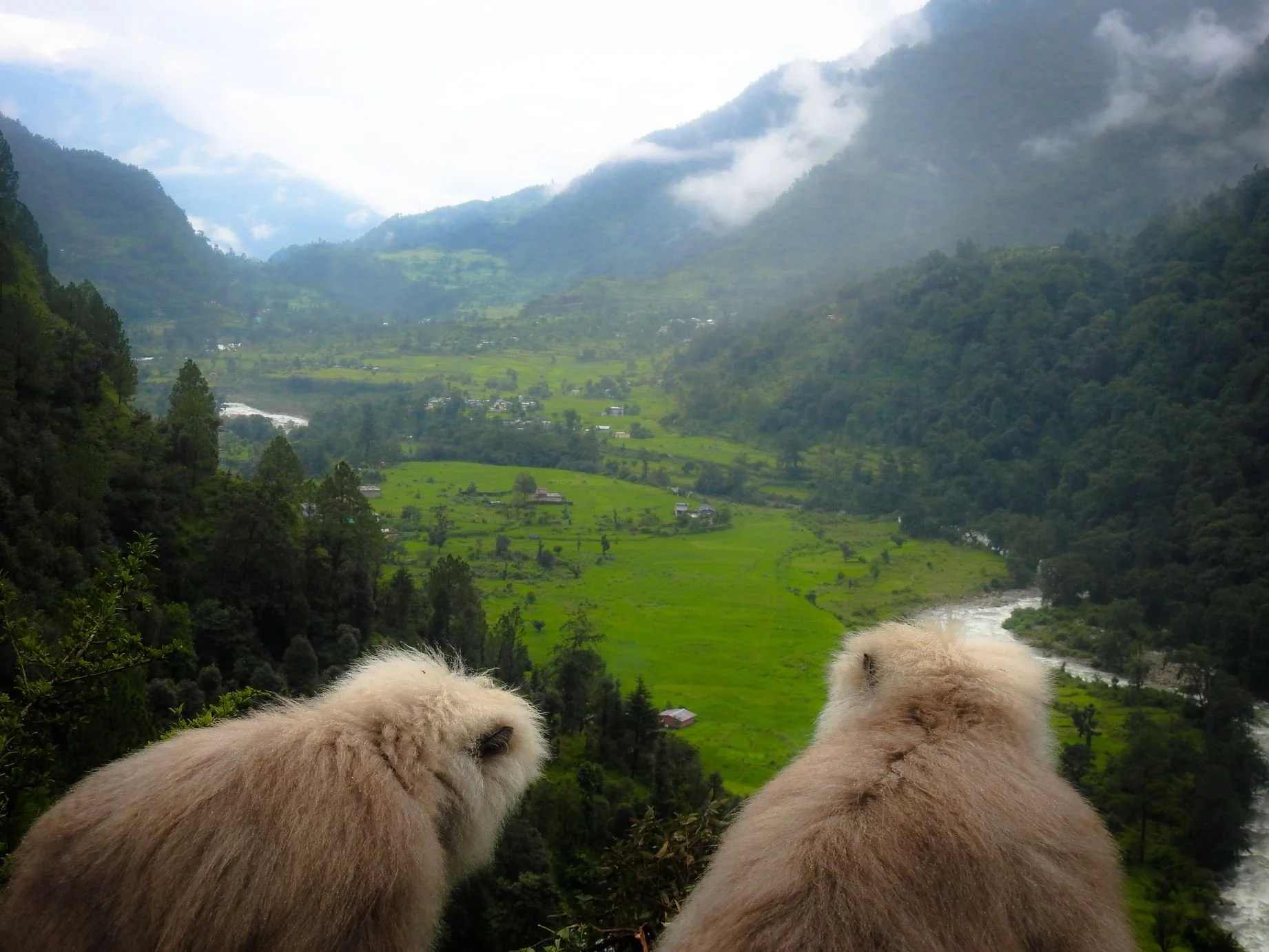 Forested Himalayan habitat