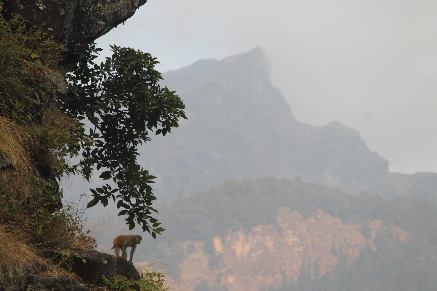 A primate on a cliff edge with mist-covered peaks behind