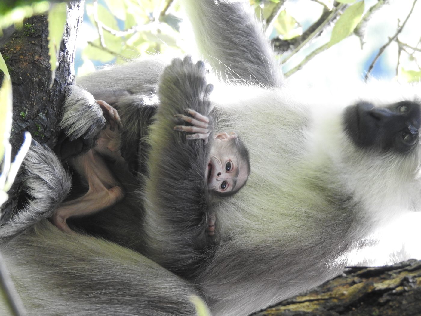 A female Himalayan langur holding her infant in a tree