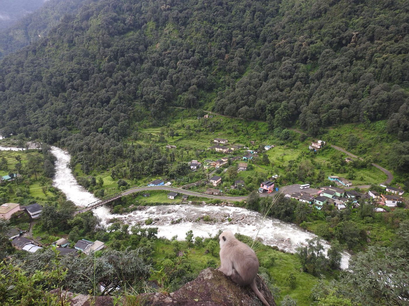 A Himalayan langur overlooking a village and river valley