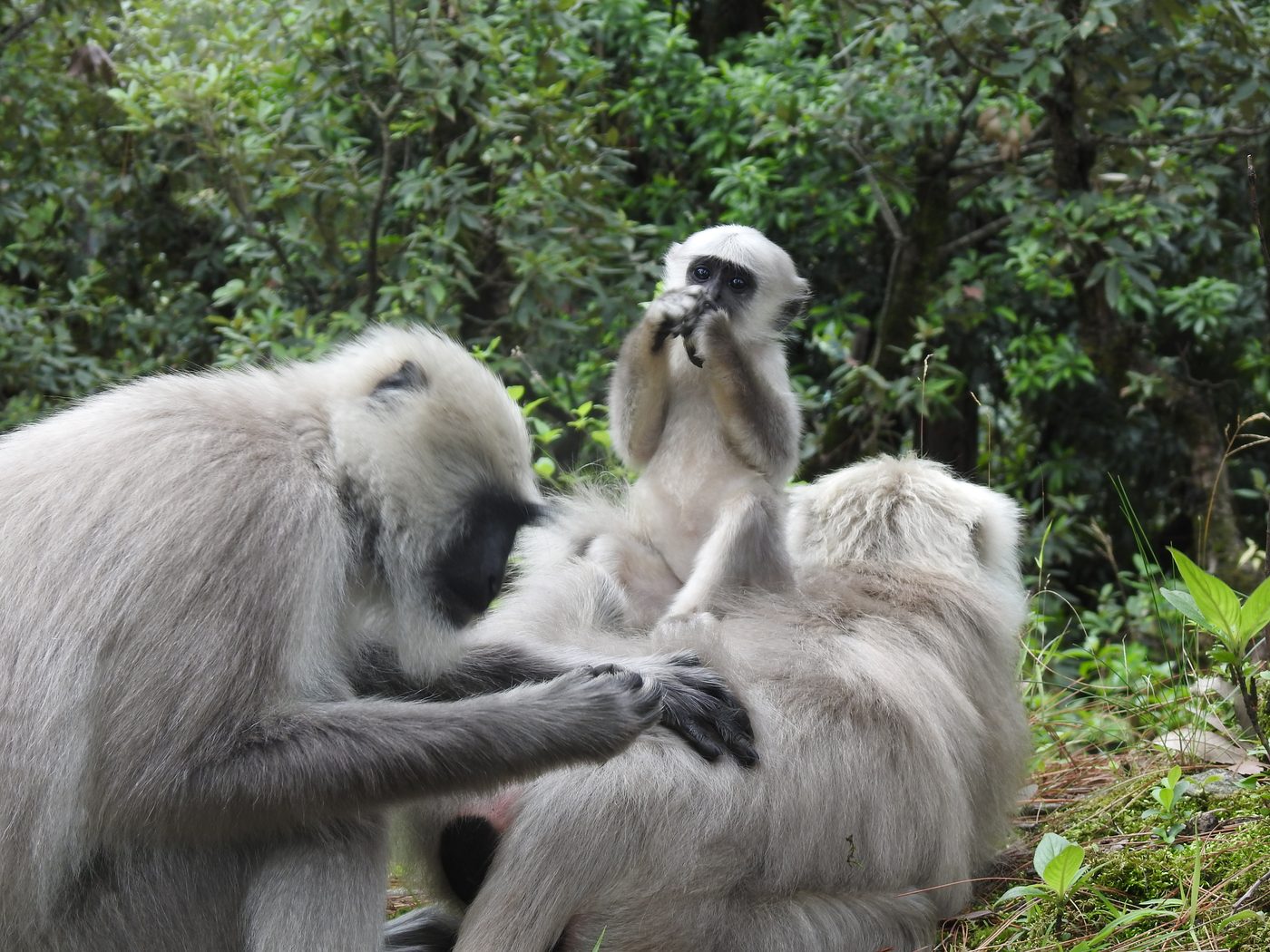 Adult langurs grooming while an infant sits nearby