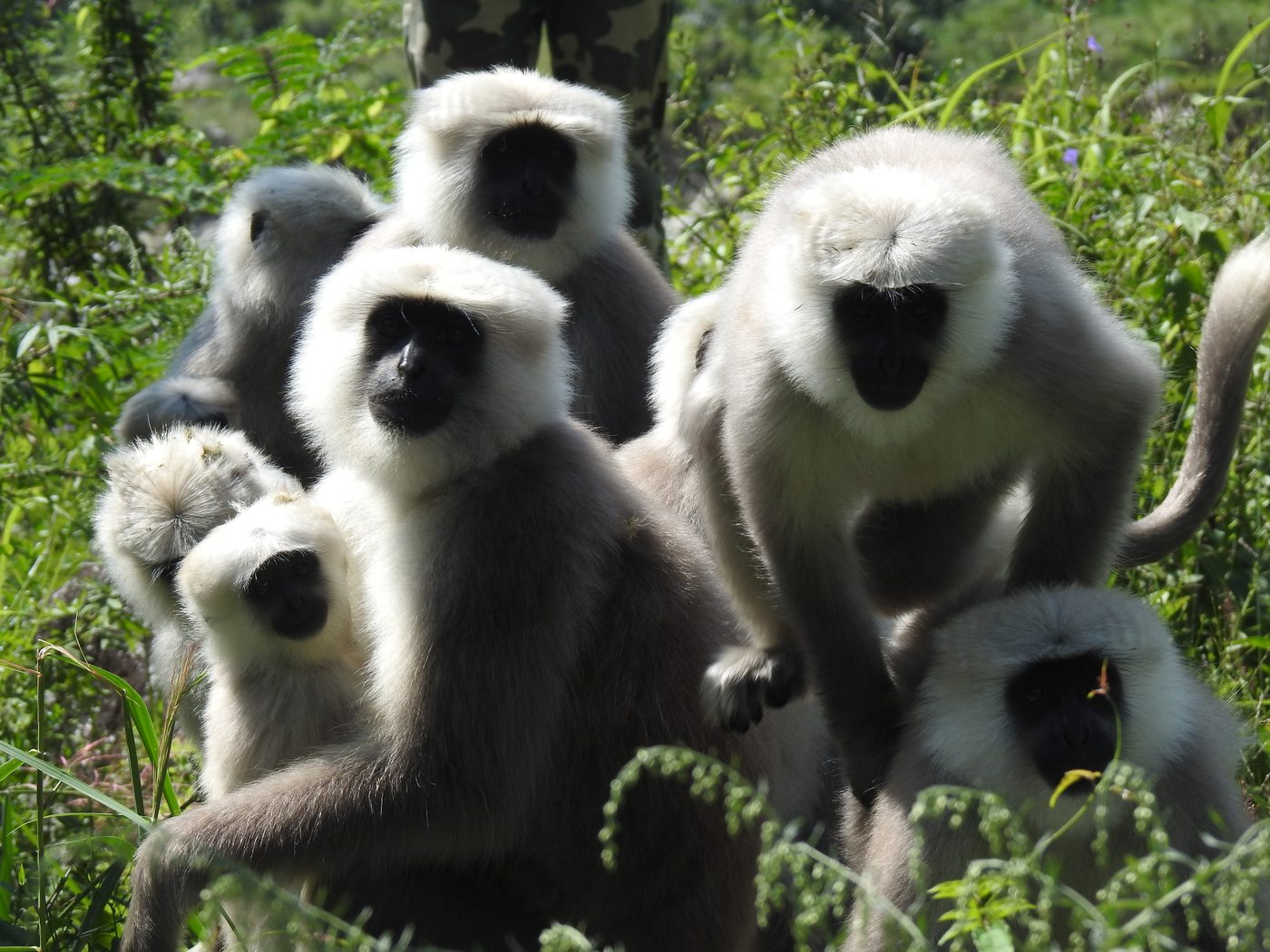 A group of Himalayan langurs close to a researcher in the field