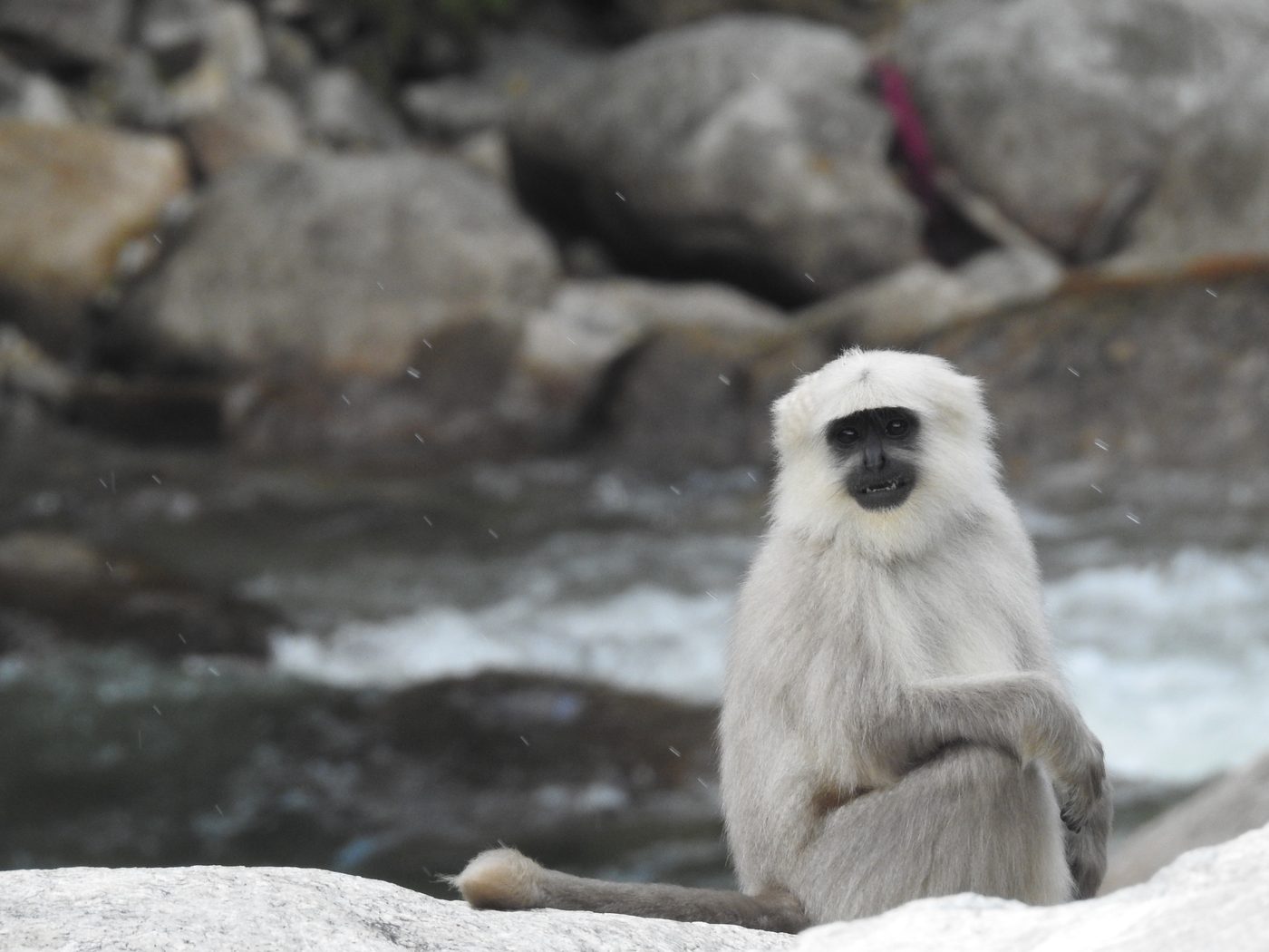 A Himalayan langur beside a river in cold weather