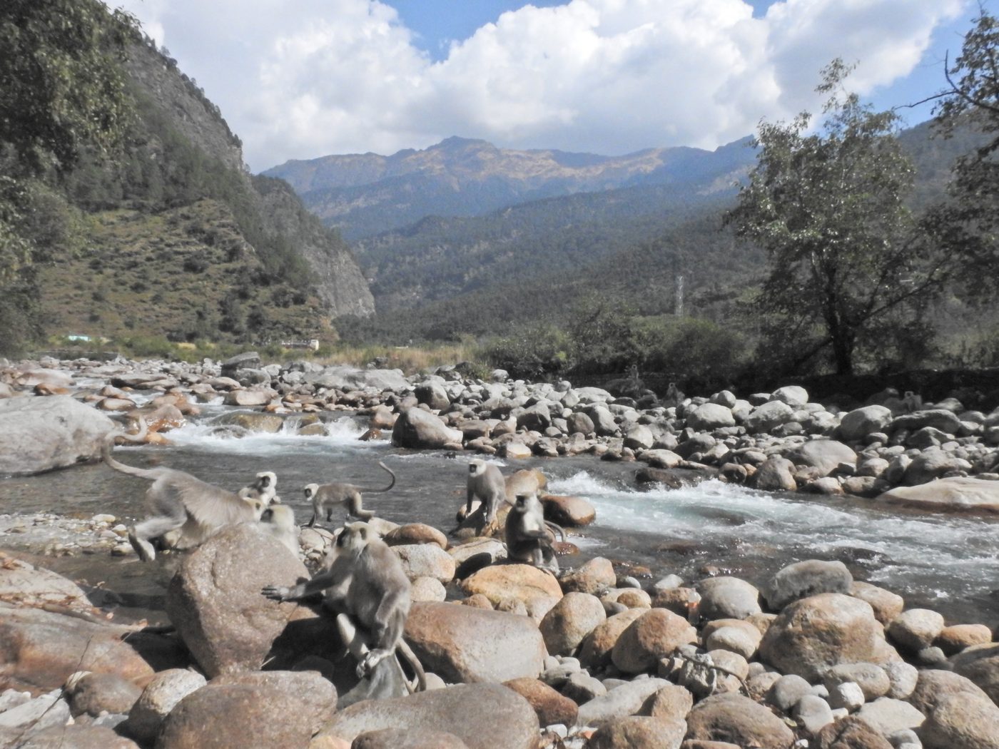 Langurs moving across boulders beside a Himalayan river