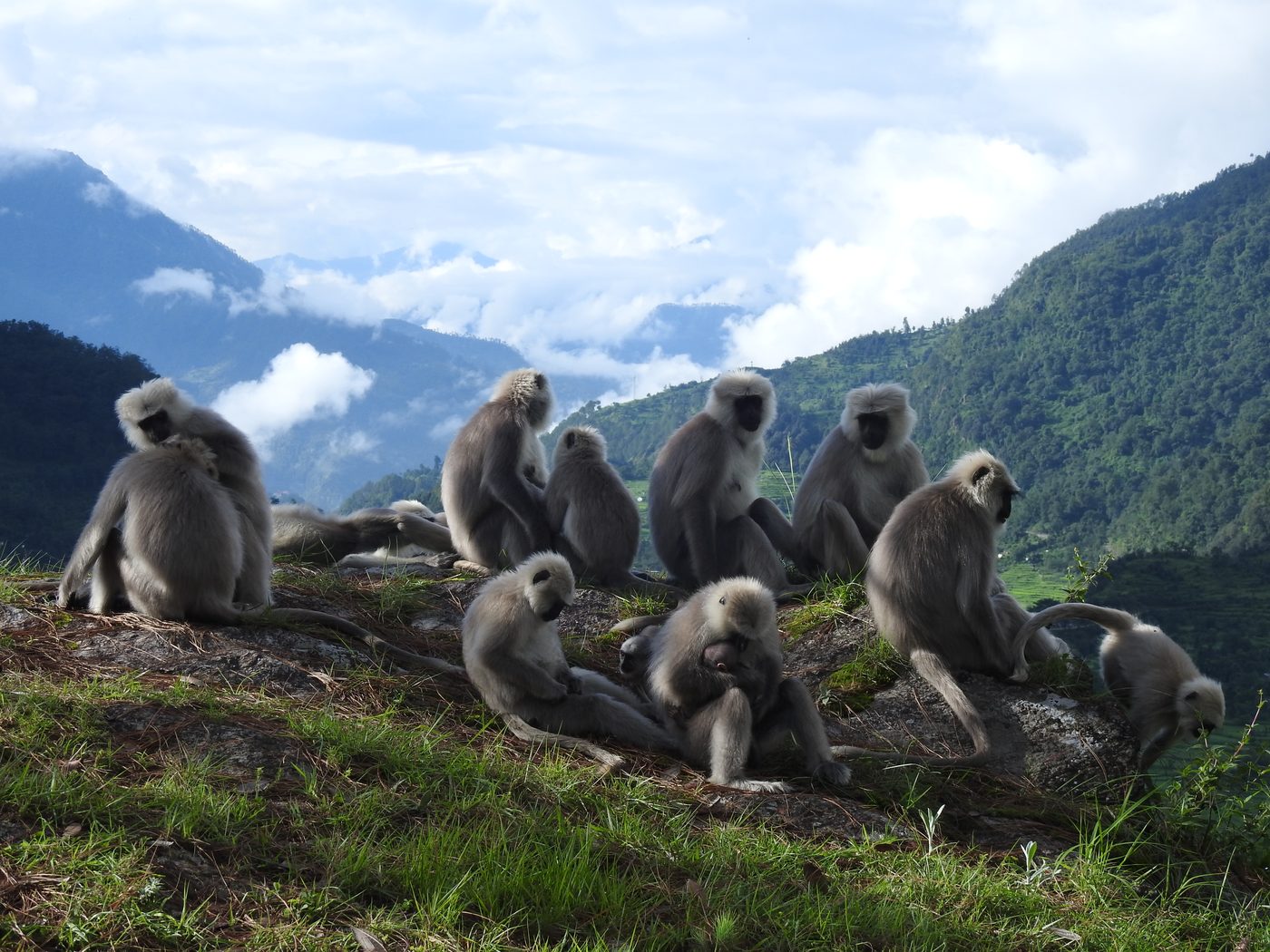 A langur troop resting above terraced fields in the Garhwal Himalayas