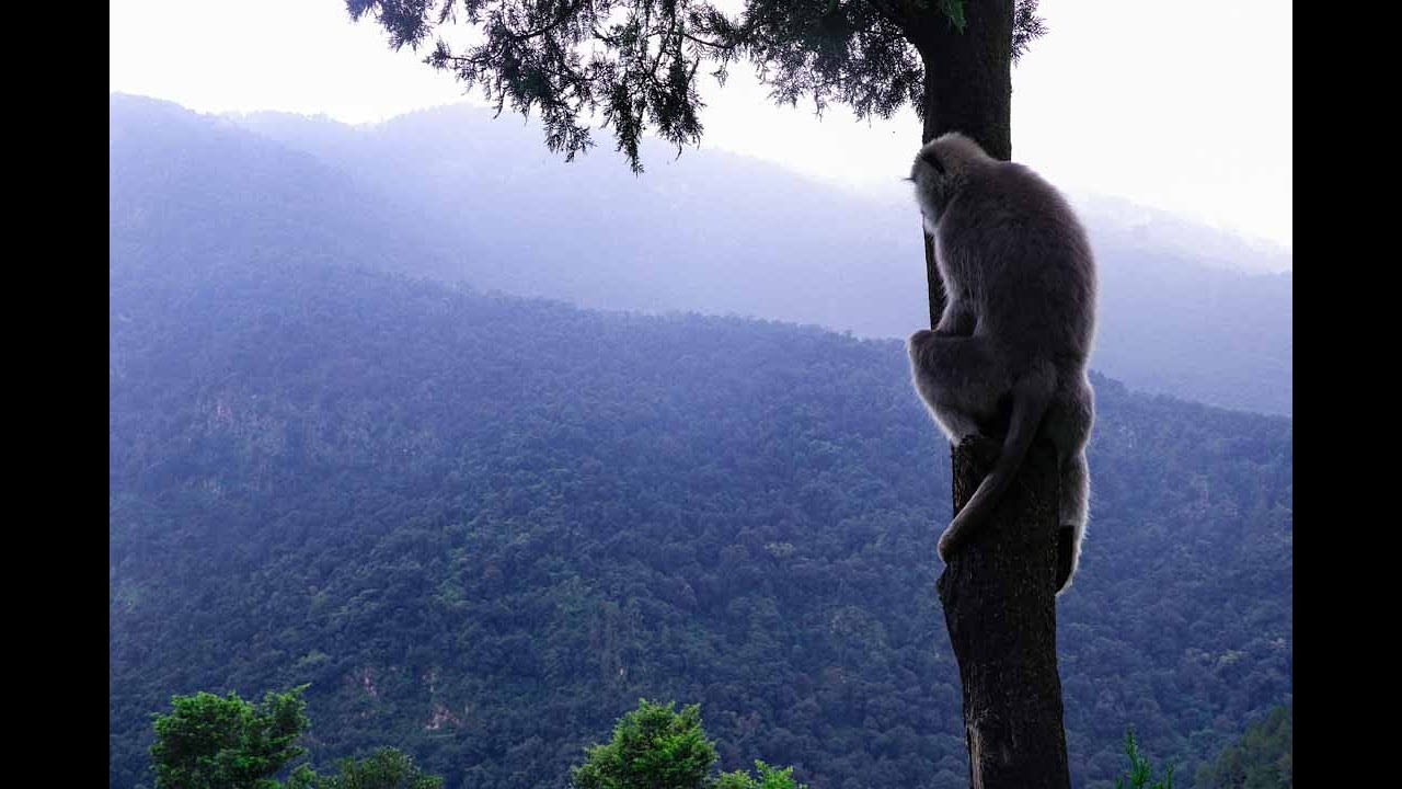 Himalayan Langur Project video