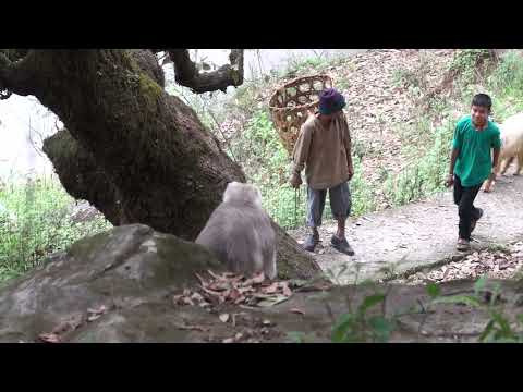 Local people and Himalayan langur interaction video thumbnail