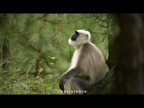 Himalayan langur research video thumbnail