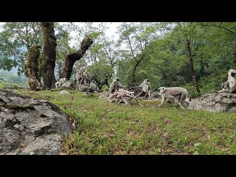 Himalayan langur field research video thumbnail